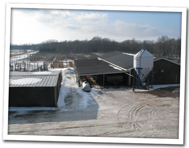 Brooding facility and flight pens at Krug's