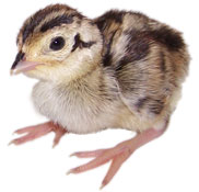 Pheasant chick at Krug's